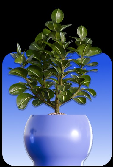 CAKE.com Standard Annual Plan